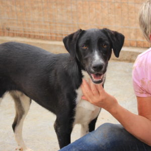 SORAJA (Franja) - reserviert Tierhilfe Lebenswert ES - vermittelt