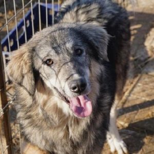 INDIO - reserviert Vergessene Pfoten Stuttgart - vermittelt