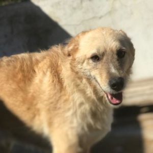 IVVY - reserviert TH Koblenz - vermittelt