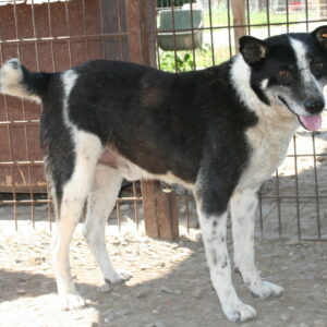 JOSUA - auf Pflegestelle in PLZ 9 - vermittelt