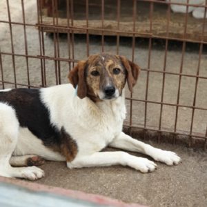 JULIENE - reserviert Tierhilfe Lebenswert DR - vermittelt