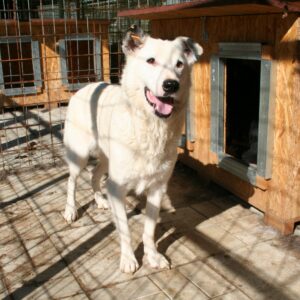 JURIAN - reserviert IH DR 16.01. - vermittelt