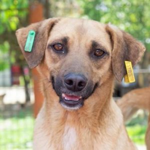 LICAS - RBB 19.05.2021