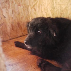 MANCHEGO - vermisst 04/2021