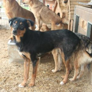 NELLA - vermisst 08/21