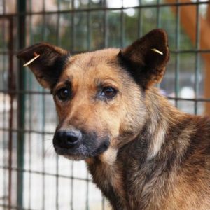 PANIA - vermisst 11/2021