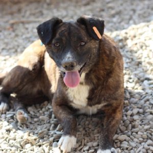 PATCH - reserviert ArcheNoah - vermittelt