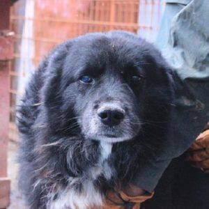 PELUDO - RBB 07/2021