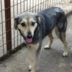 SYLVIE - reserviert Tierhilfe Lebenswert DR - vermittelt