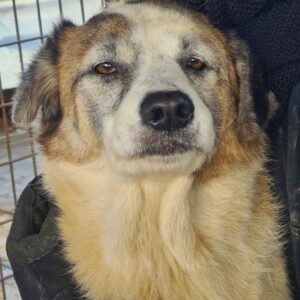 NUKA - reserviert Manuela - vermittelt