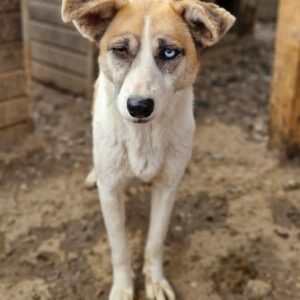 CURRY - seit mind. 2019 im Shelter - ausgereist zur Tierhilfe Lebenswert
