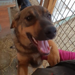 ARINA - reserviert für PS in PLZ 1 - vermittelt