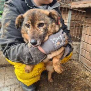 MARCELLA - RBB 06/23