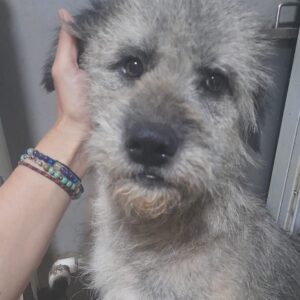 ANJALI - vermittelt zur Tierhilfe Lebenswert