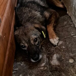 CHIPI - vermittelt NadineH