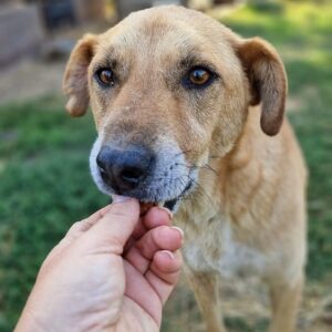 KEMAL - seit mindestens 2017 im Shelter - RBB 09/23