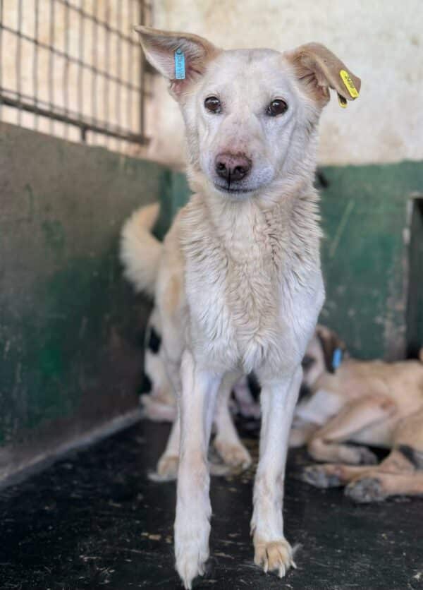 CARA MIA (♀) - seit mindestens 2019 im Shelter - reserviert Tierhilfe Lebenswert DR – vermittelt 11.10.24 – Bild 2