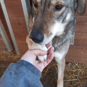 JOLA - reserviert Manuela - vermittelt