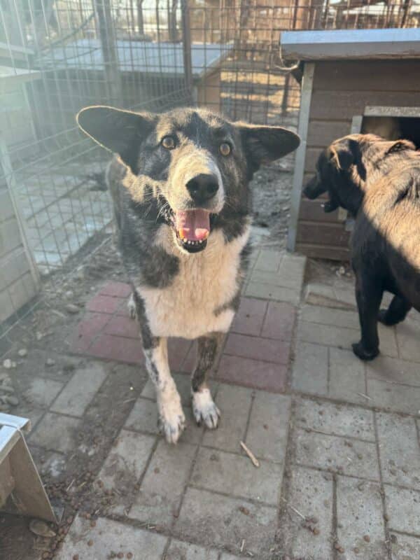 TOBY (♂) - ausgereist zur Tierhilfe Lebenswert – Bild 2
