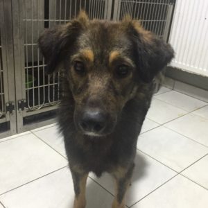 LIESCHEN - reserviert Tierhilfe Lebenswert DR - vermittelt