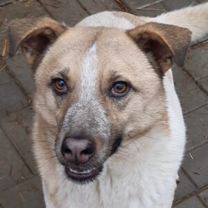 CHARLY - reserviert TINO - vermittelt