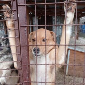 AARON - reserviert TH Lingen - vermittelt