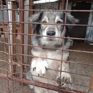 ADORO - reserviert TH Lingen - vermittelt