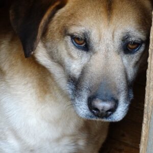 MELVIN - reserviert TH Filderstadt vermittelt