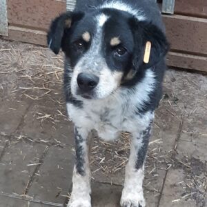 PITTI - vermisst 08/21