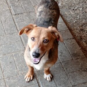 DIONNE - reserviert Tierheim Wannigsmühle vermittelt