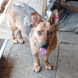 DARLYN - reserviert Tierheim Wannigsmühle vermittelt