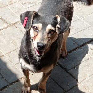 NANUKA - reserviert TST Rösrath - vermittelt