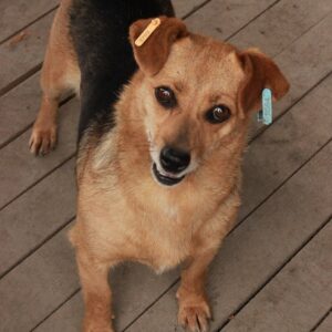 FLORENTINE - reserviert Tierhilfe Lebenswert DR (06.01.) - vermittelt