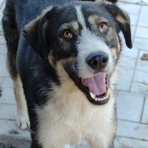 ZOOMER - reserviert Manuela - vermittelt