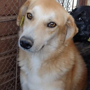 FREDDY - auf Pflegestelle in PLZ 7 - vermittelt