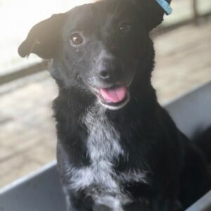 GOOFY - reserviert Tierheim Wannigsmühle vermittelt