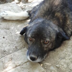 BISKUIT - reserviert Tierhilfe Lebenswert DR - vermittelt