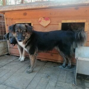 AJAX (SARU) - RBB 24.05.2022