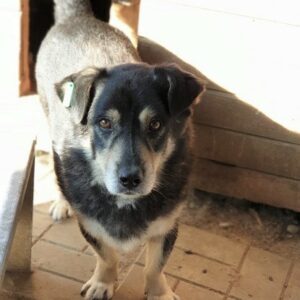 CALEC - vermisst 11/2021