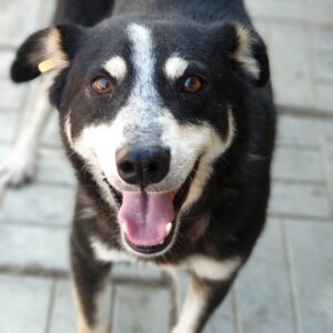 MILOW - vermisst 11/2021