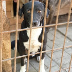 FELIX - reserviert MG vermittelt