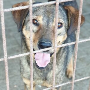 WIESEL - RBB 31.10.2021