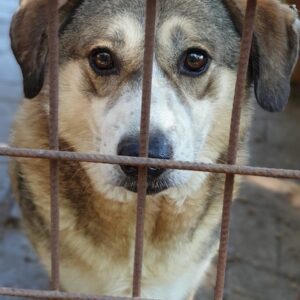 HAJO - reserviert NadineH - vermittelt