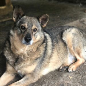 BABU - reserviert Betty - vermittelt