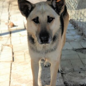 LINDA - reserviert IH DR (13.04.) - vermittelt