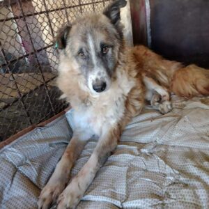 SAMUEL - reserviert Manuela vermittelt