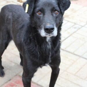 TILL - reserviert KM - vermittelt