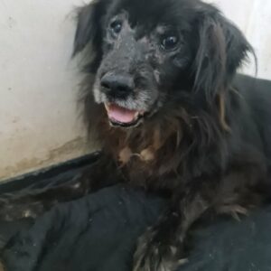 SASCHAH - Kieferbruch - reserviert LS vermittelt