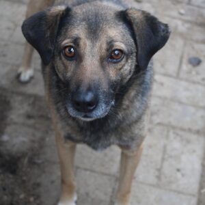 MARINO - reserviert Manuela - vermittelt