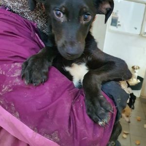 AJUTOR - reserviert TINO - vermittelt